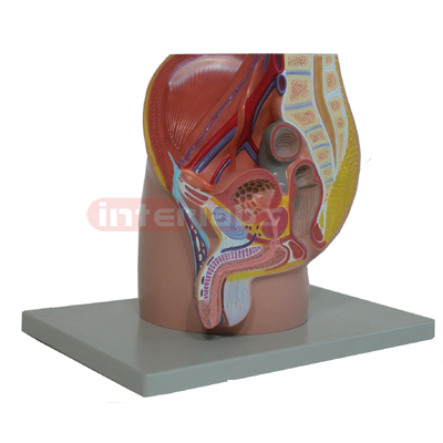 Interlabs? Pelvis Model, Male Sagittal Section